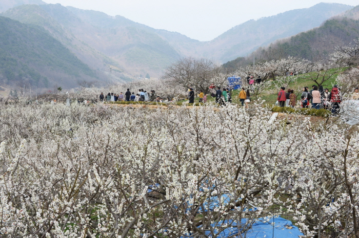 매화축제