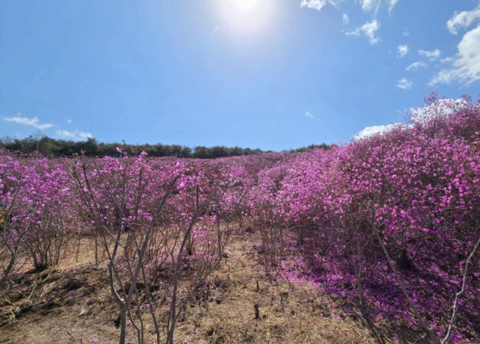 [4월 축제]화왕산 진달래❘4월 둘째주 주말 개화 상황, 방문 후기, 교통편, 맛집