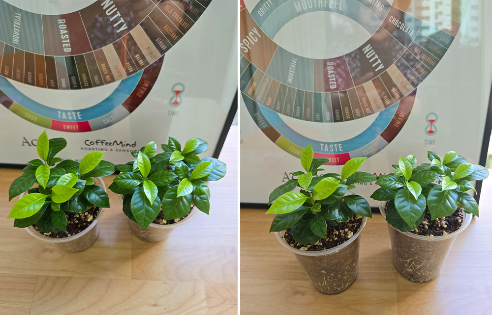 커피나무 7그루