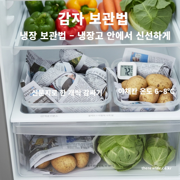 냉장고 야채칸에 감자를 신문지로 개별 포장해 6~8도에서 보관하는 방법.