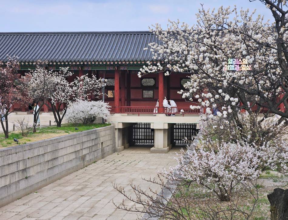 서울 벚꽃 명소 나들이 추천 경복궁, 덕수궁 4월 개화 상황 서울 가볼만한곳