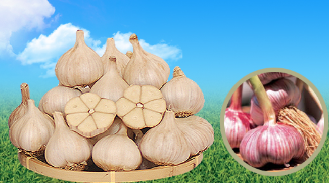 서산 6쪽마늘축제 일정 장소 가격 체험