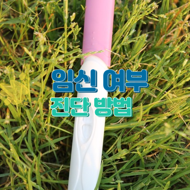 임신 여부 진단 방법