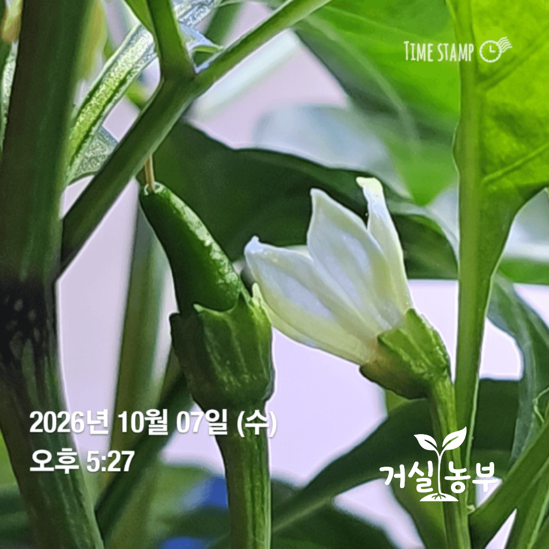 실내 수경재배에서 착과해 자라고 있는 어린 고추