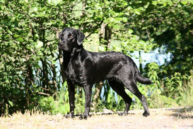 래브라도 리트리버 사진