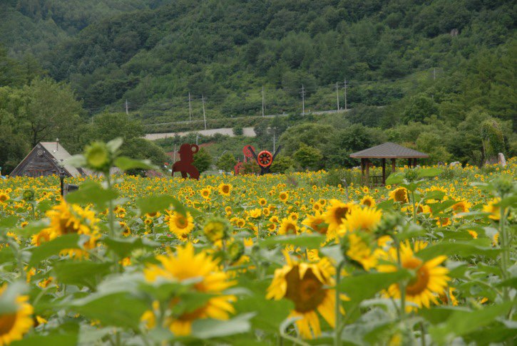 태백 해바라기축제