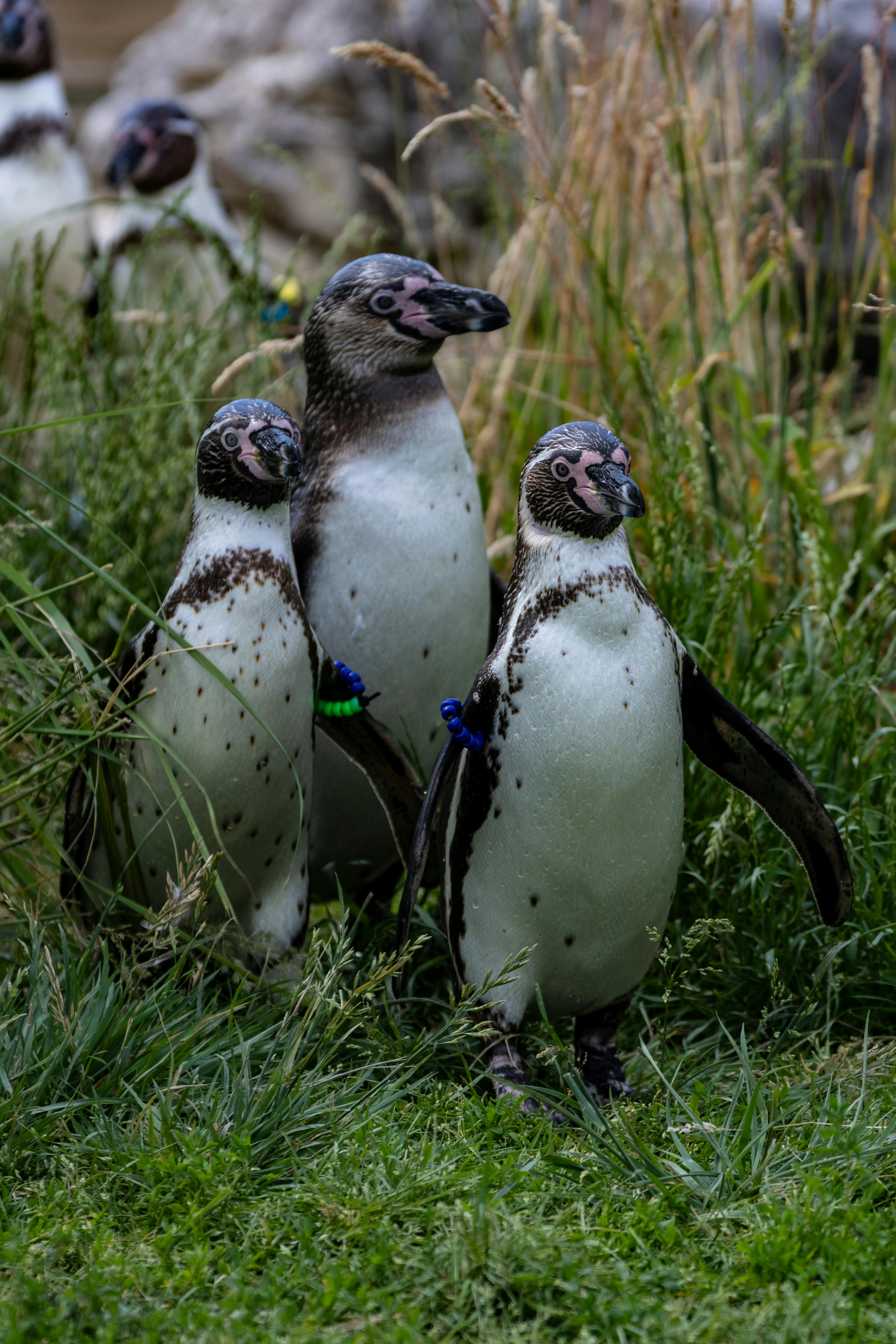 지구마블 세계여행3 칠레 여행 모아이 석상 지구 관통설