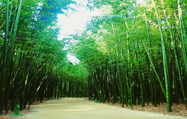 태화강국가정원