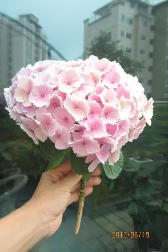 수국 키우는법 개화시기 삽목시기 가지치기 화분 물주기_2