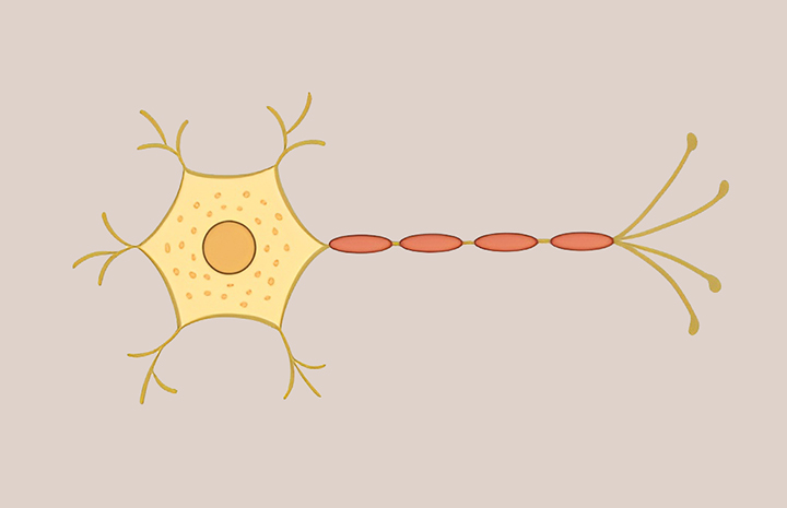 신경-세포-모습