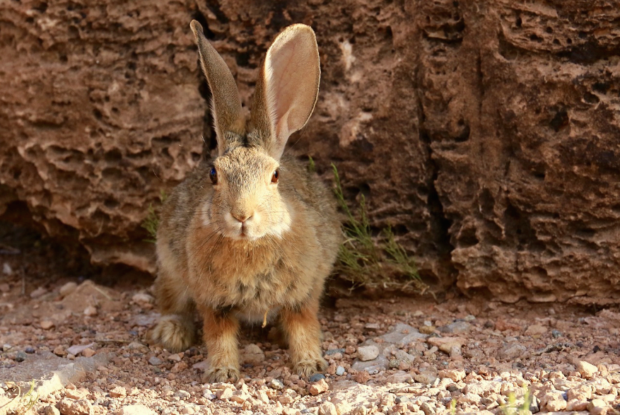 Desert cottontail, Rabbit, Bunny