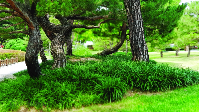 [정원수목]한옥 정원에 어울리는 한국 전통 수목 10가지