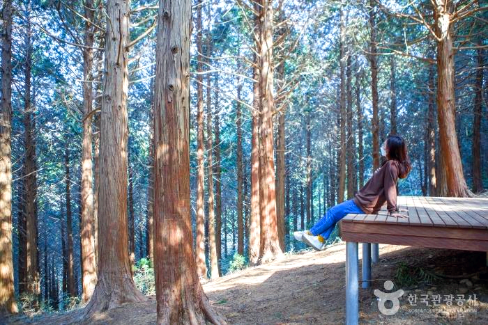 삼나무 사이 평상에 한 여자가 앉아서 쉬고 있다.