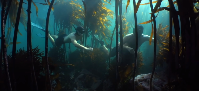 자연은 신비롭기만 합니다. (영화'나의 문어선생님')