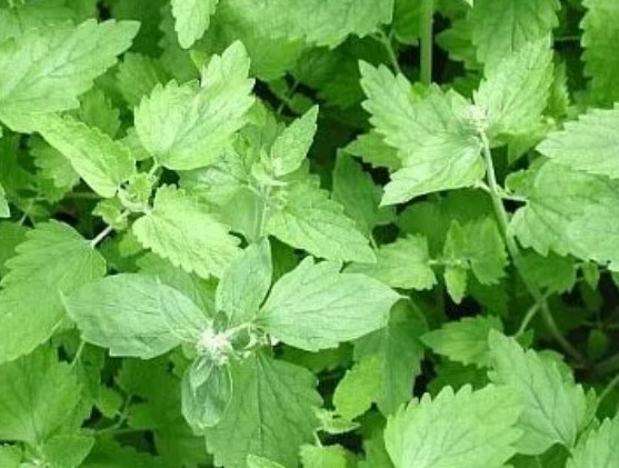 수면에 좋은 차 추천