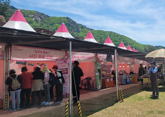 산청황매산 철쭉제