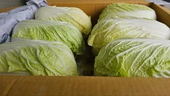 알배기 배추 물김치 담그는 법 및 보관 방법 총정리_17