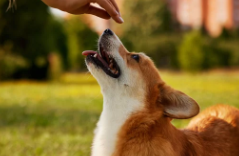 암컷 강아지 중성화/출처:어도비스톡