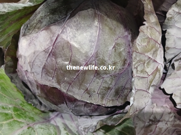 항암 효능이 있는 안토시아닌이 풍부하여 잎 전체가 진한 보라색을 띠고 있는 적양배추의 실물 사진