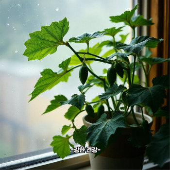 오이 효능
