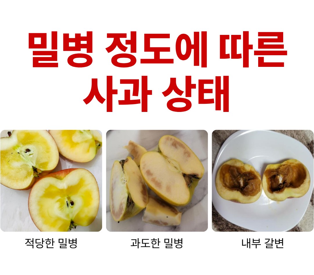 사과 밀병 정도 비교 사진 적당한 밀병 과도한 밀병 내부 갈변