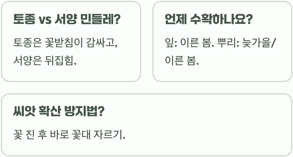 우리 집 텃밭에 토종 흰민들레 키우기, 씨앗부터 키우는 법 A to Z