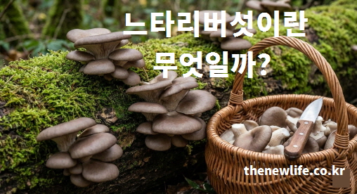 이끼 낀 나무 위에서 무리 지어 자라는 조개껍질 모양의 신선한 느타리버섯과 바구니에 담긴 모습.