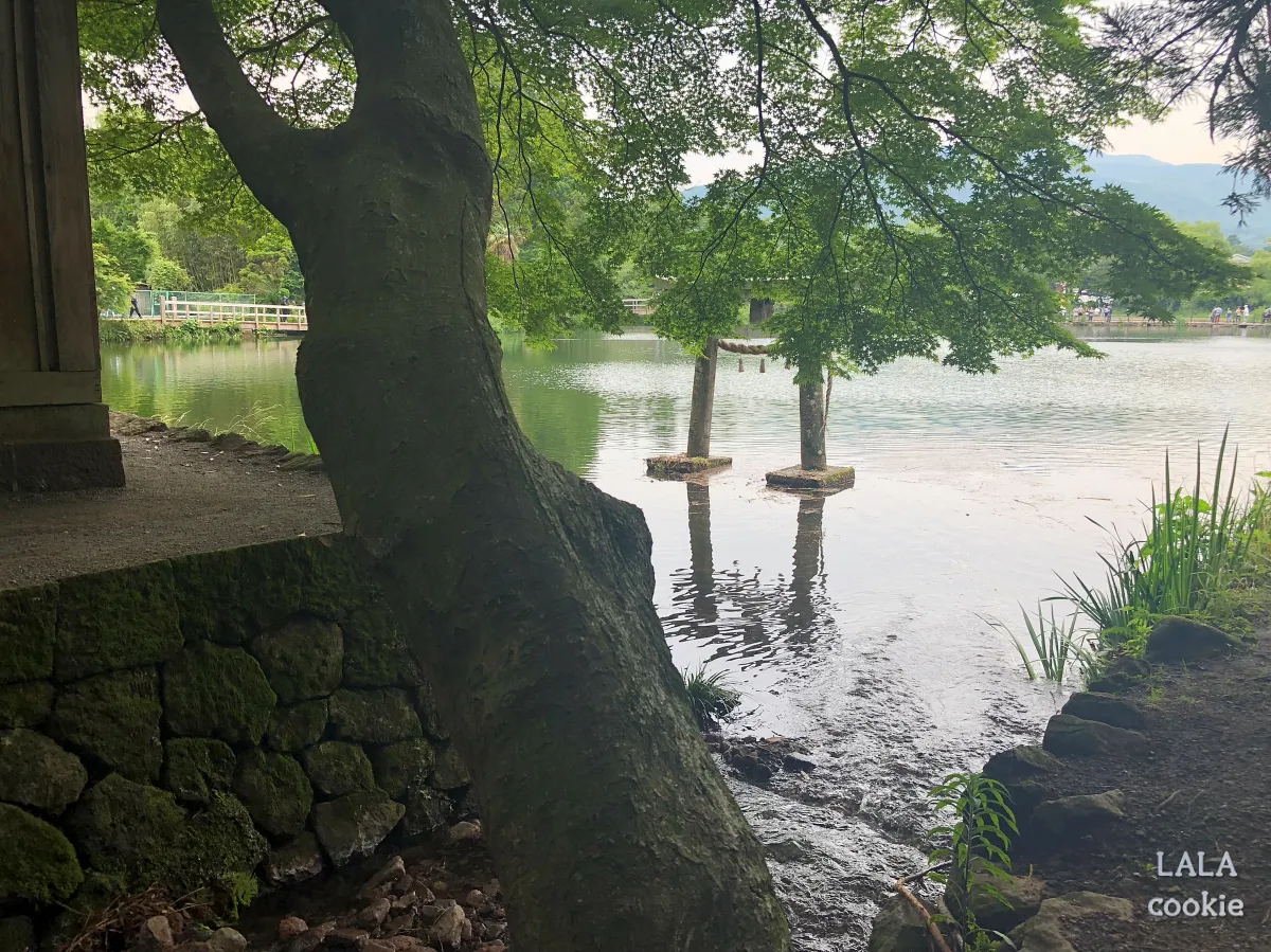후쿠오카-유후인-긴린코호수-후기-나무와-호수