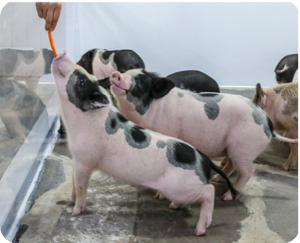 휴애리 동물먹이 주기 체험 돼지 이미지 출처: 휴애리 홈페이지