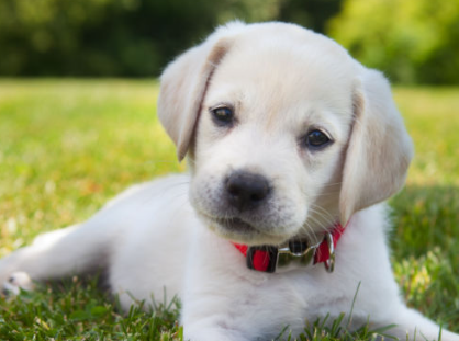 강아지 래브라도 리트리버