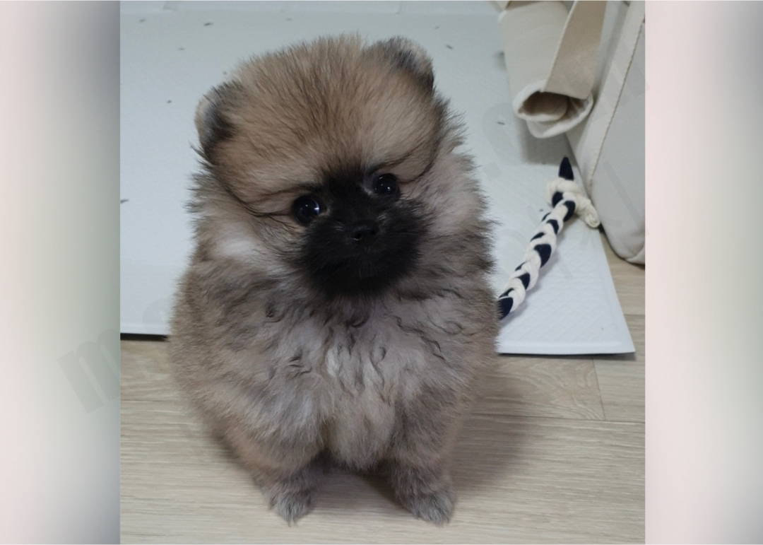 3개월 세이블 포메라니안
