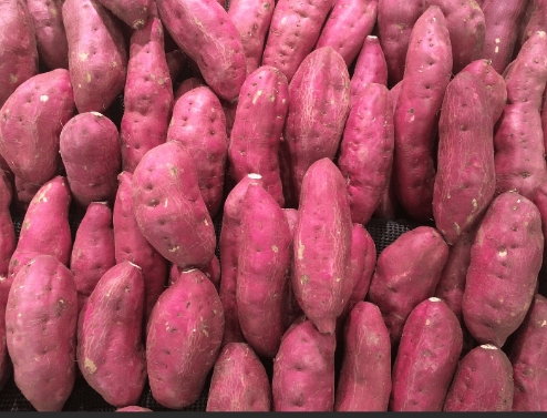 고구마 보관법 🍠 맛과 당도 지키는 꿀팁