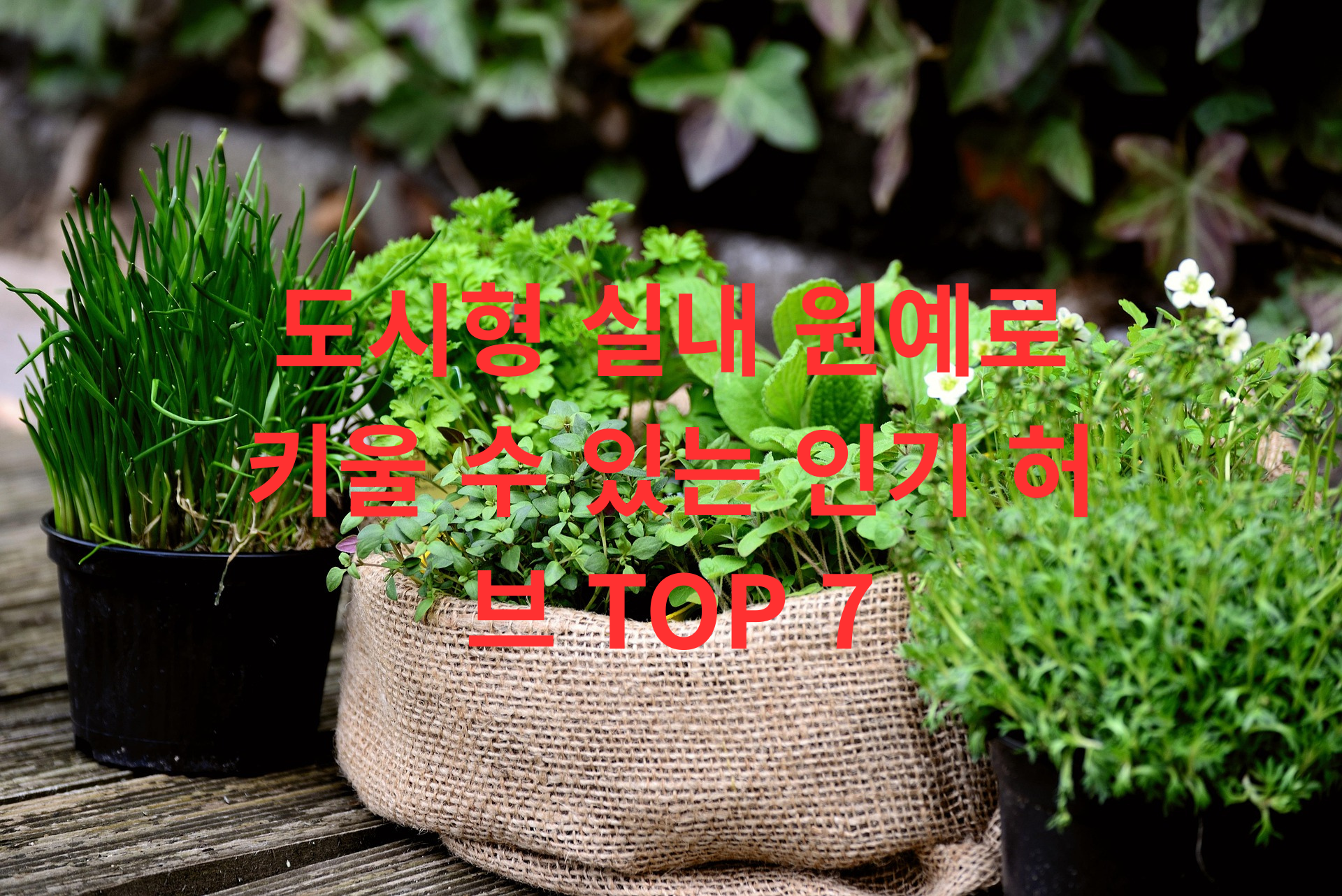 도시형 실내 원예로 키울 수 있는 인기 허브 TOP 7