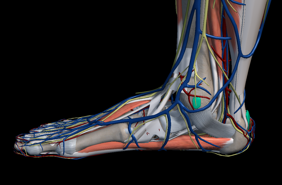 발목 터널 증후군(족근관 증후군)