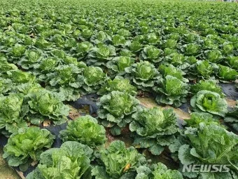 배추 재배 정식 시기 석회 뿌리기 벌레 예방_29
