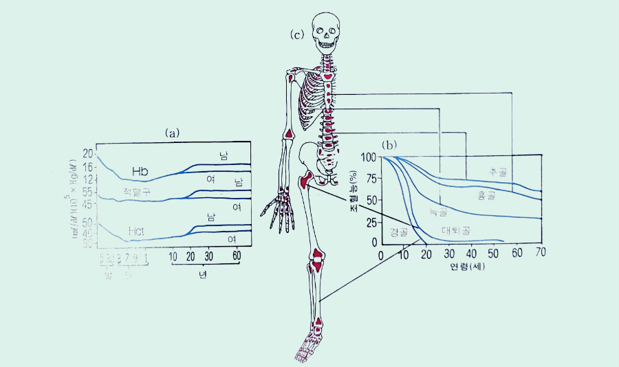 적혈구 연령과 조혈