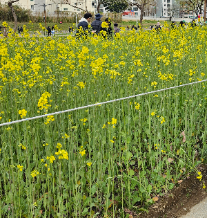 2026 전주&middot;고창 봄꽃 드라이브 코스 추천｜유채꽃과 한옥이 이어지는 전라도 여행