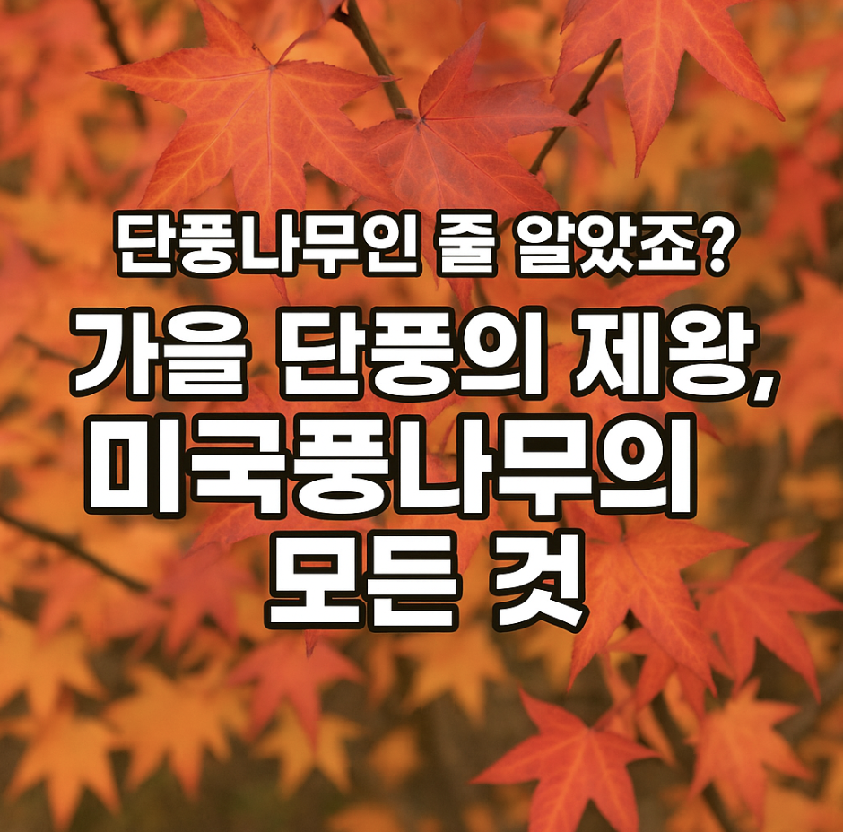 단풍나무인 줄 알았죠? 가을 단풍의 제왕, 미국풍나무의 모든 것