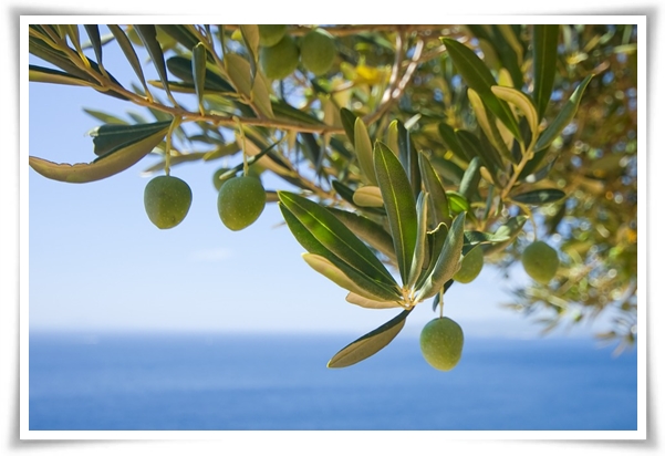 "올리브나무 키우기" 집에서 즐기는 지중해의 향기 정원!