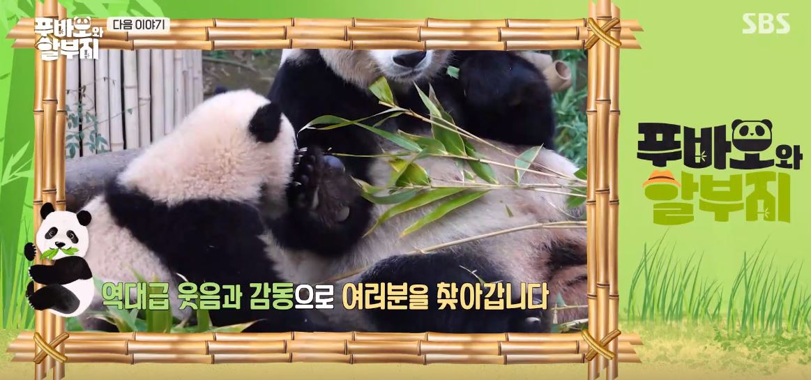 푸바오 예고편