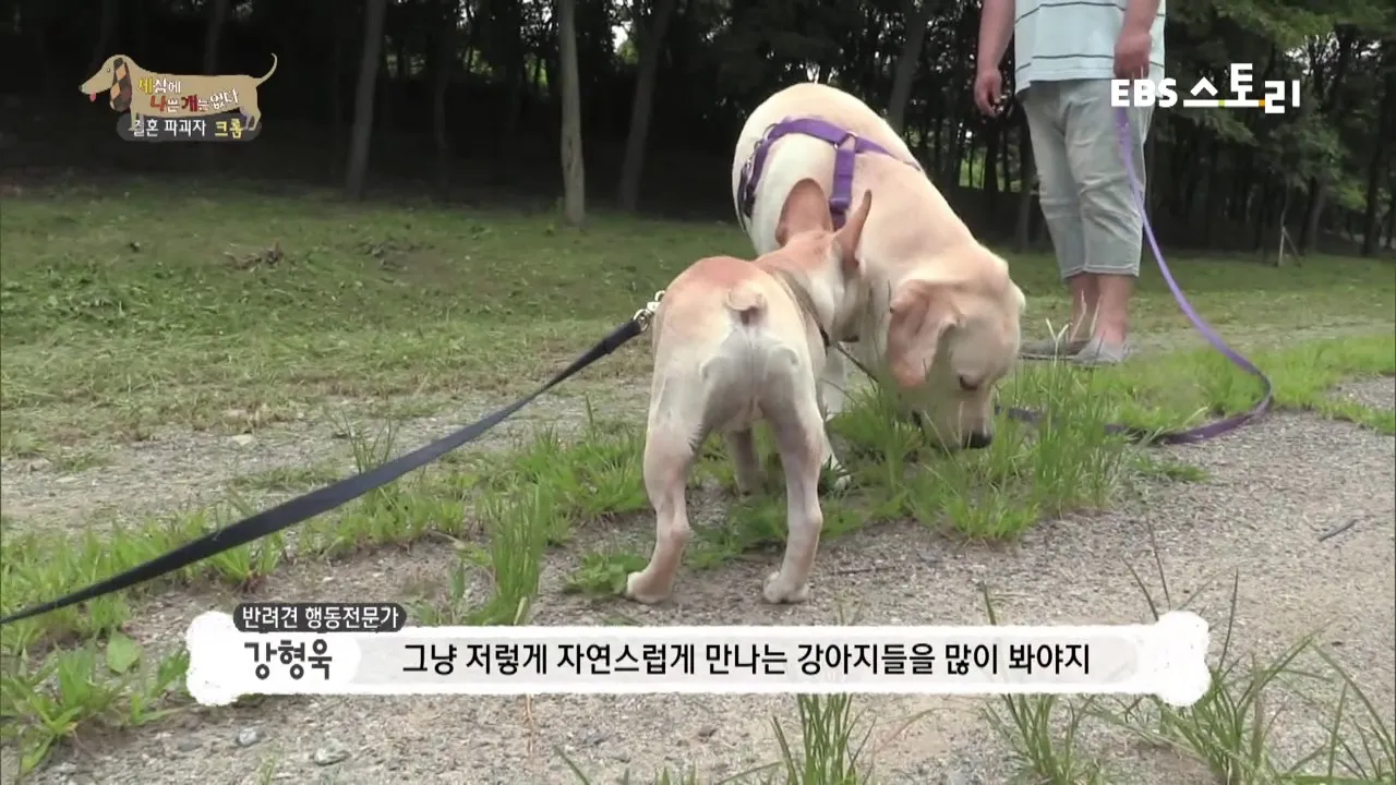 강아지가 다른 강아지 싫어하는 원인과 해결법_6