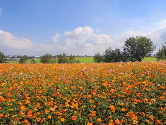 안성팜랜드-황화코스모스