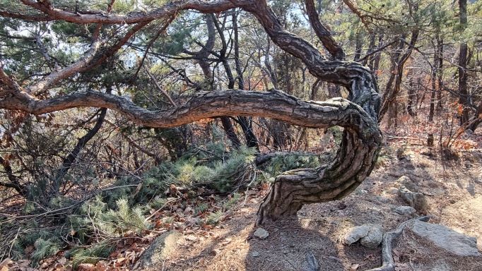 바람에 왼쪽으로 신명나게 구부러진 용트림 소나무,