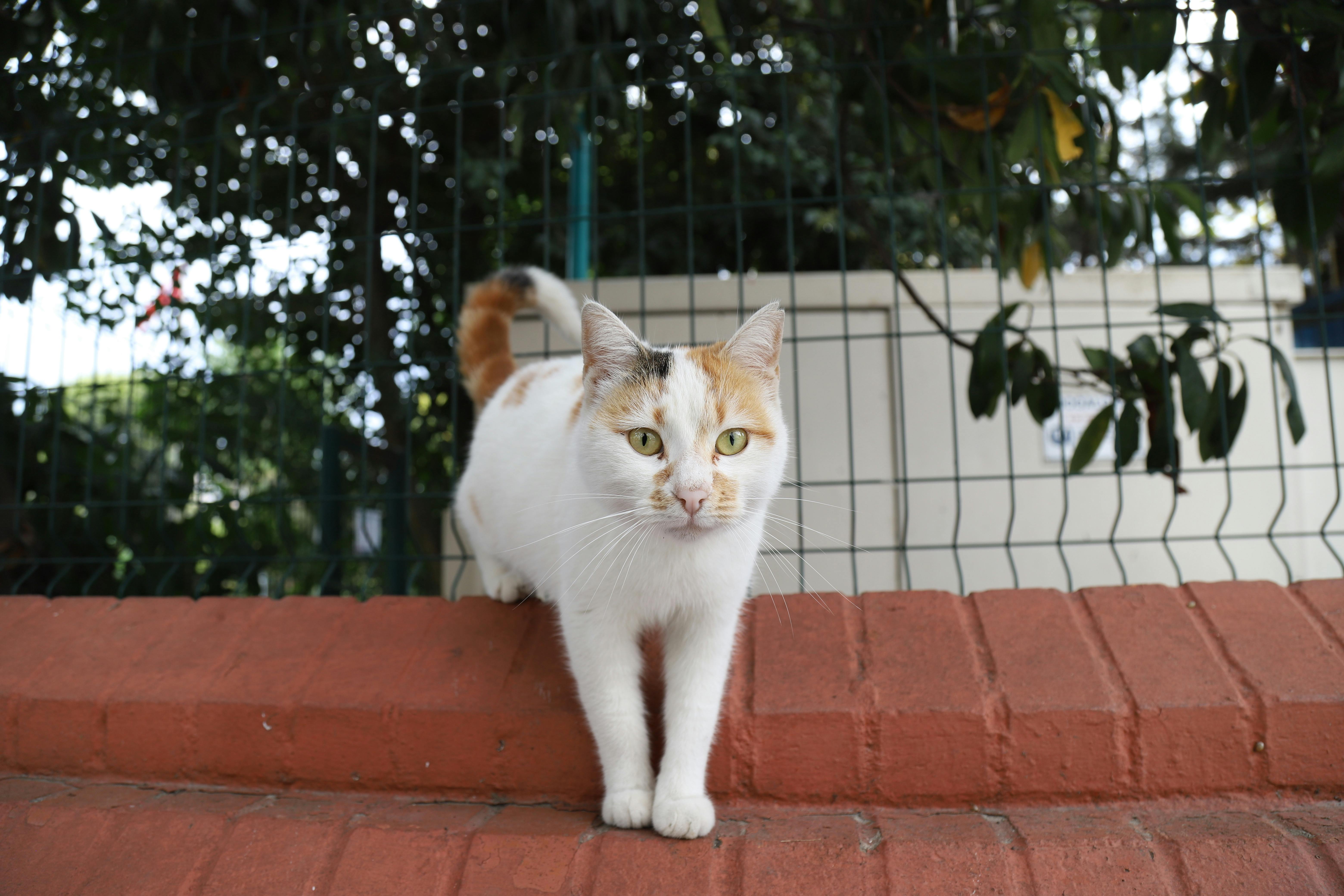 고양이의 발자국을 따라가는을 상징하는 이미지