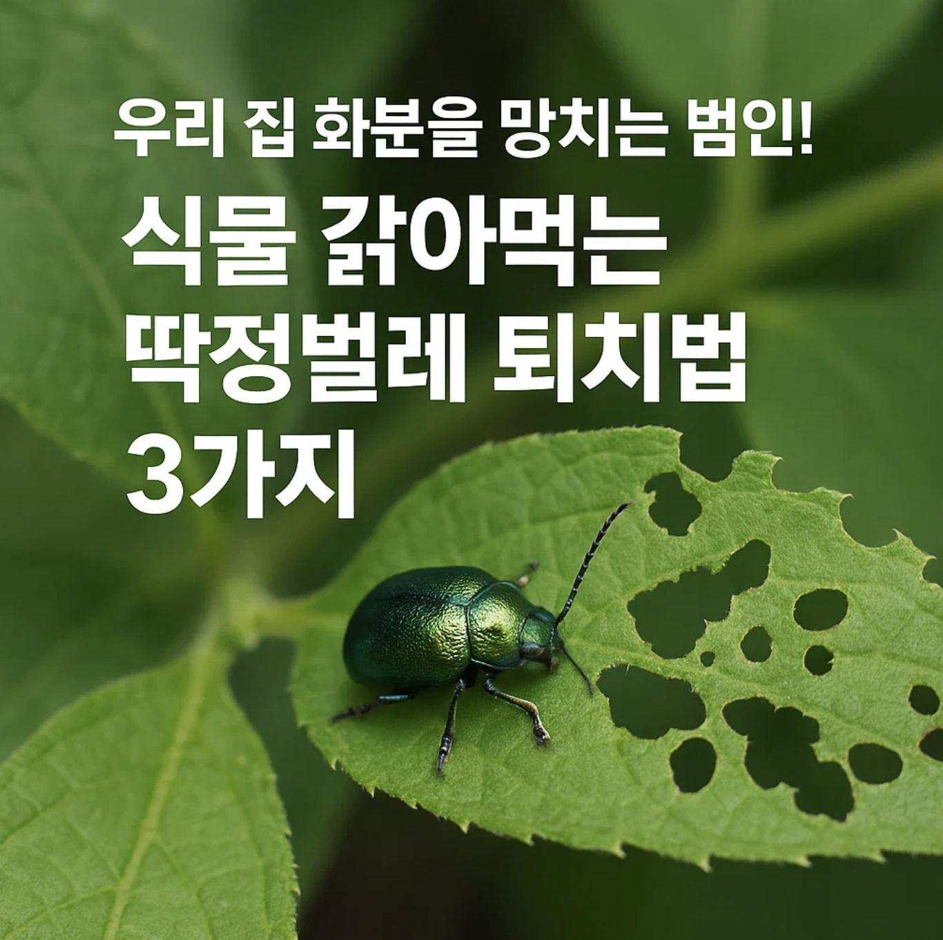 우리 집 화분을 망치는 범인! 식물 갉아먹는 딱정벌레 퇴치법 3가지