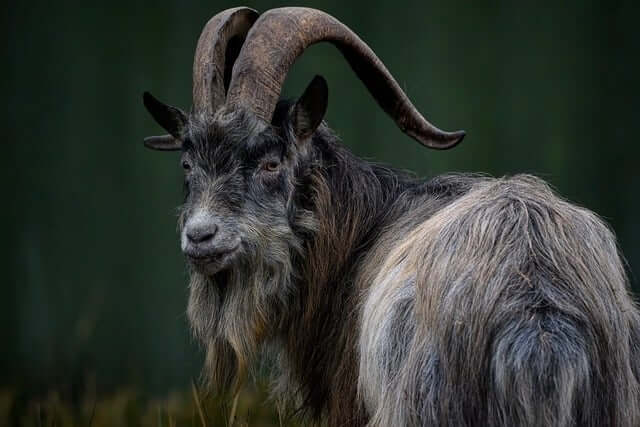 흑염소 진액 효능 가격 부작용 총정리