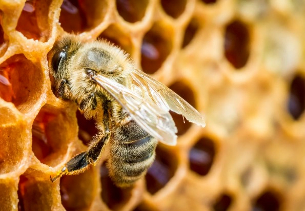 프로폴리스 효능