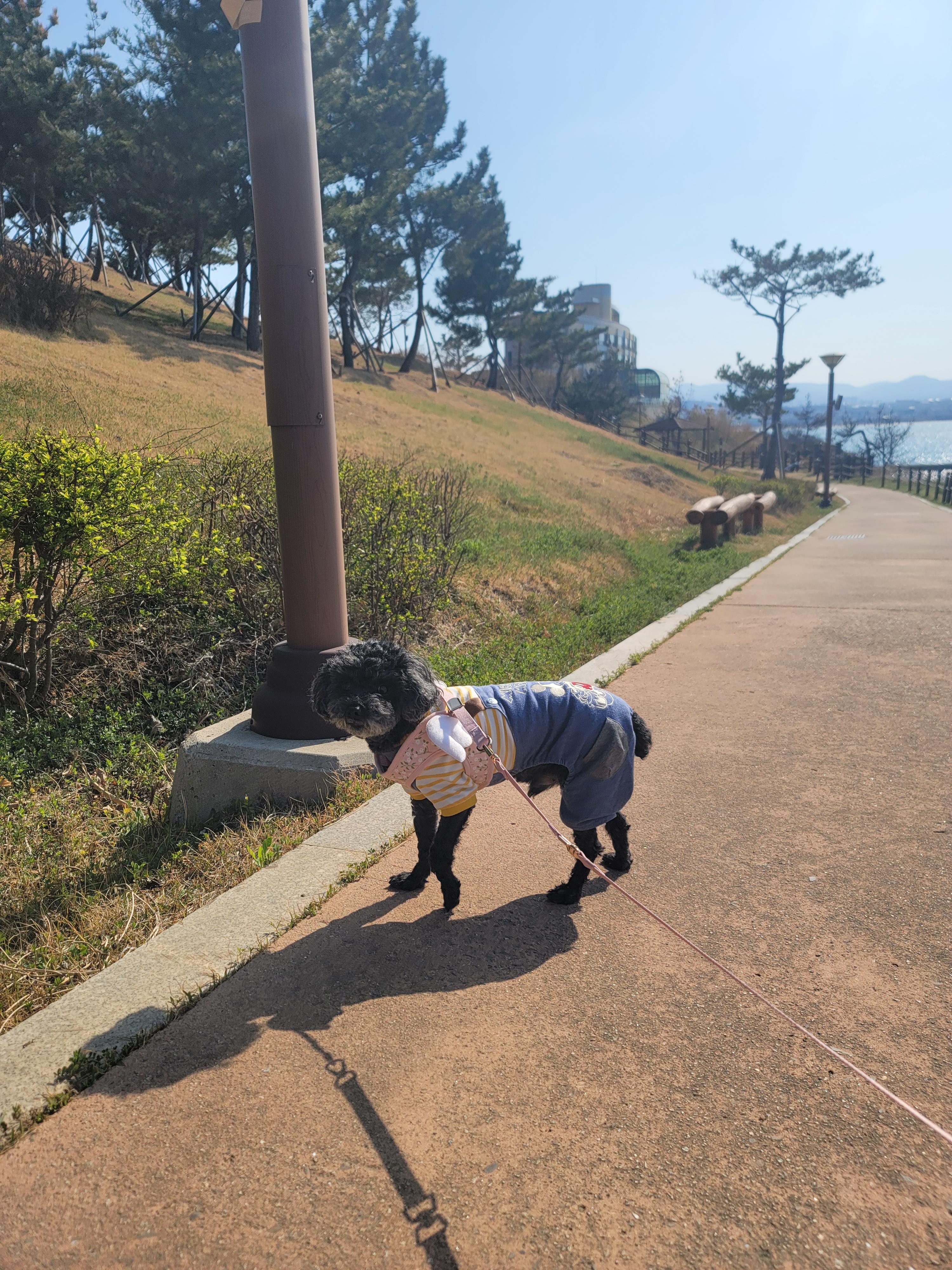 연오랑세오녀 길 강아지