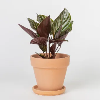 칼라데아 물주기 잎말림원인 습도관리 분무요령 시니어 맞춤 가이드_3