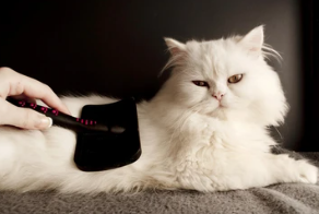 고양이 빗 추천